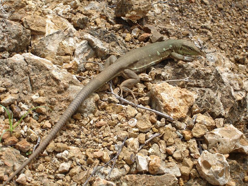 2010-11-24 16-40-22 Ludo.JPG